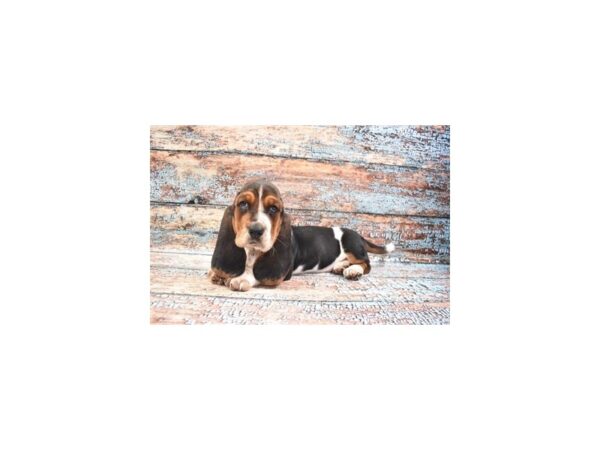 Basset Hound DOG Male Black White and Tan 29887 Petland Frisco, Texas