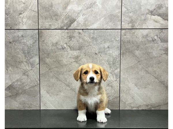 Pembroke Welsh Corgi-DOG-Male-Red / White-29883-Petland Frisco & Mckinney, Texas