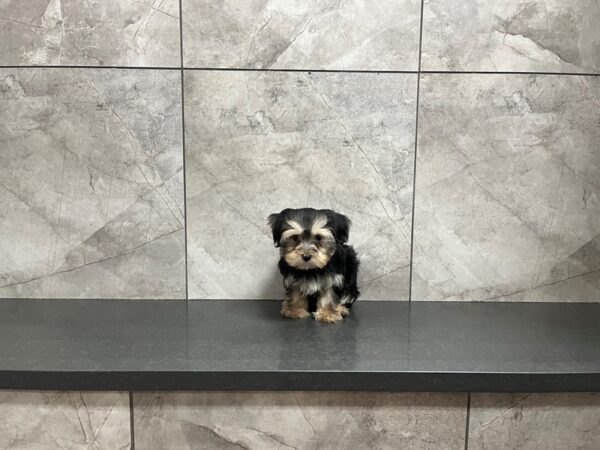 Morkie DOG Female Black / Tan 29852 Petland Frisco, Texas