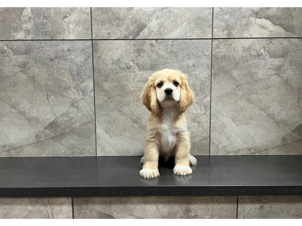 Cocker Spaniel-DOG-Male-Buff-29817-Petland Frisco & Mckinney, Texas