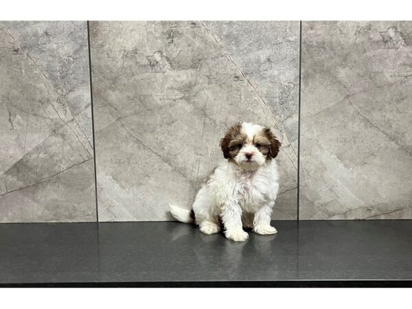 Shihpoo-DOG-Male-Choc & Wht-29890-Petland Frisco & Mckinney, Texas
