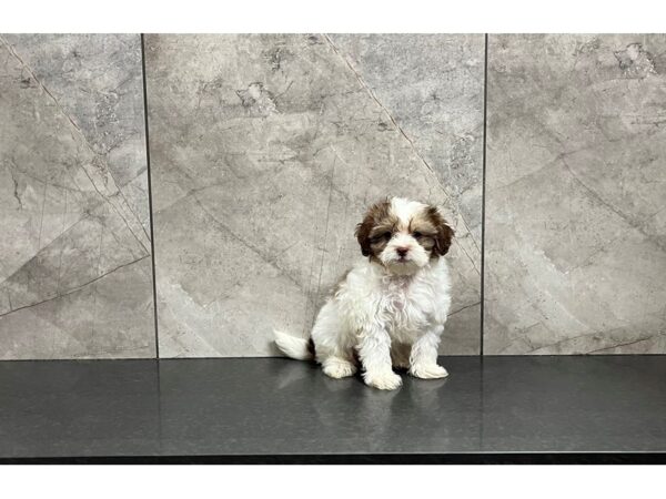 Shihpoo DOG Male Choc & Wht 29890 Petland Frisco, Texas