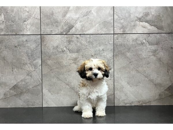 Teddy Bear-DOG-Male-Sable / White-29876-Petland Frisco & Mckinney, Texas