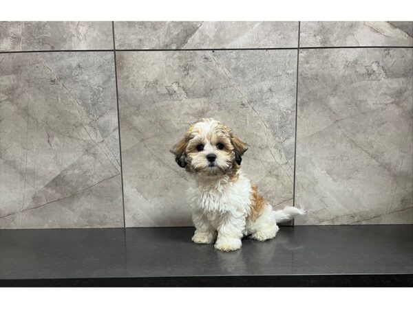 Teddy Bear DOG Male Sable / White 29875 Petland Frisco, Texas