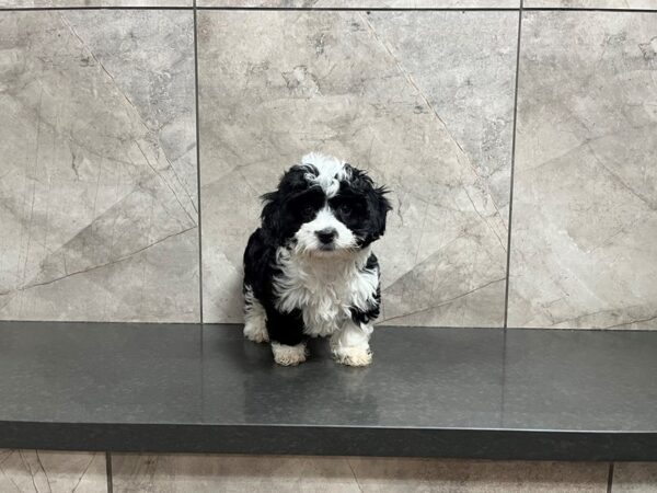 Havanese DOG Female Black & White 29871 Petland Frisco, Texas