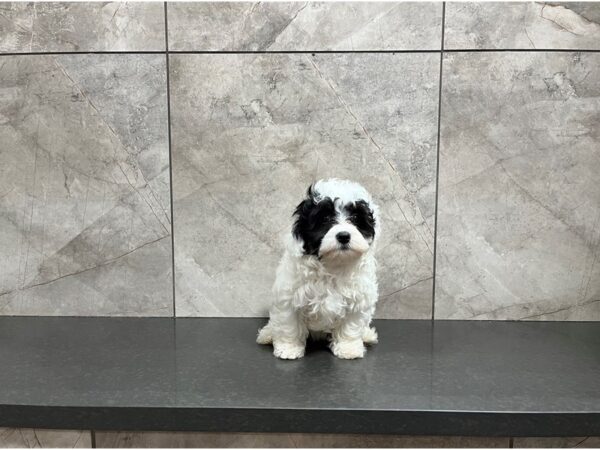 Havanese DOG Female White w/ Black 29872 Petland Frisco, Texas