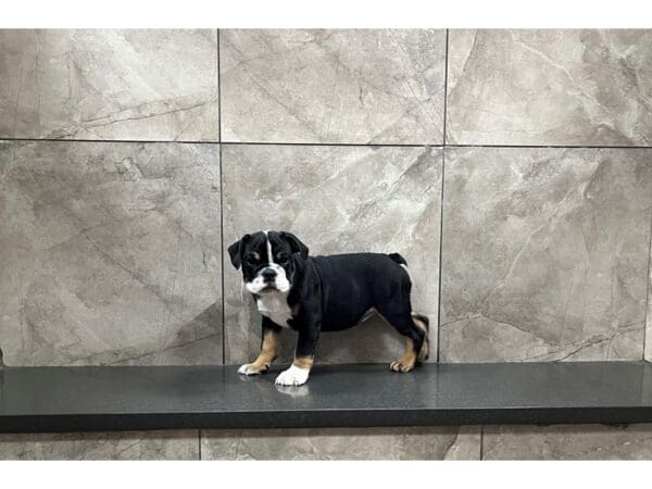 English Bulldog-DOG-Female-Black Tricolor-29790-Petland Frisco, Texas