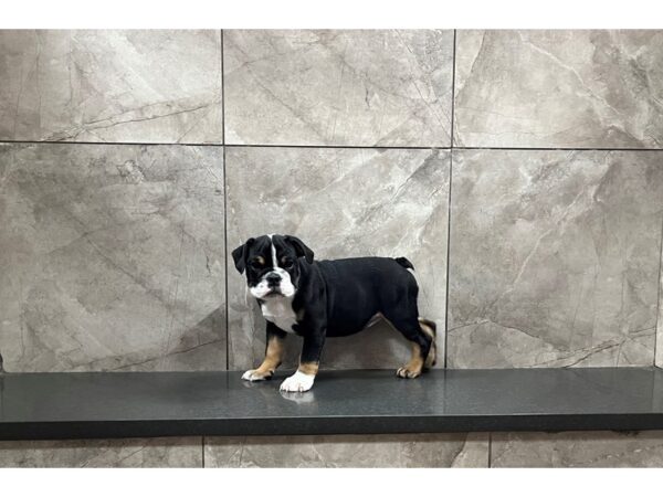 English Bulldog-DOG-Female-Black Tricolor-29790-Petland Frisco & Mckinney, Texas