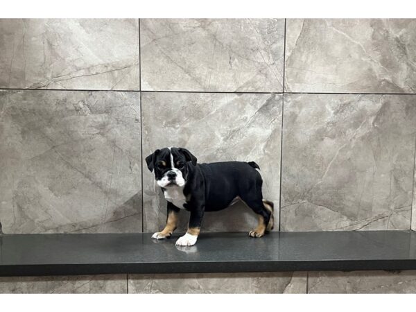 English Bulldog DOG Female Black Tricolor 29790 Petland Frisco, Texas