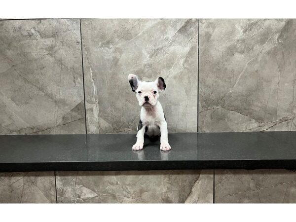 Boston Terrier/French Bulldog-DOG-Male-Blue / White-29877-Petland Frisco & Mckinney, Texas