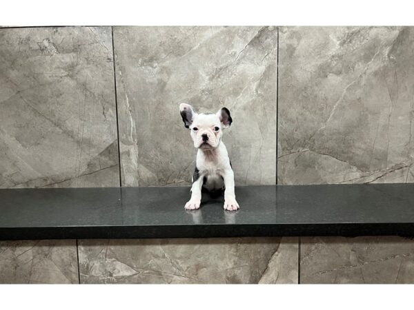 Boston Terrier/French Bulldog DOG Male Blue / White 29877 Petland Frisco, Texas