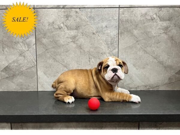 English Bulldog-DOG-Female-Red and White-29909-Petland Frisco & Mckinney, Texas