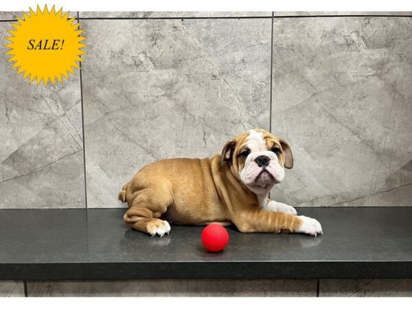 English Bulldog-DOG-Female-Red and White-29909-Petland Frisco, Texas