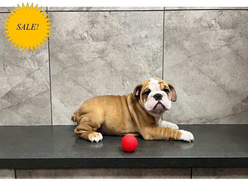 English Bulldog Puppy Red and White ID29909 Located at Petland Frisco