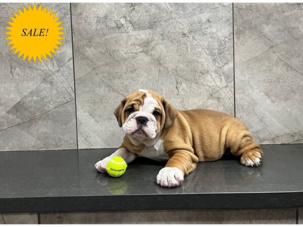 English Bulldog DOG Female Red and White 29908 Petland Frisco, Texas