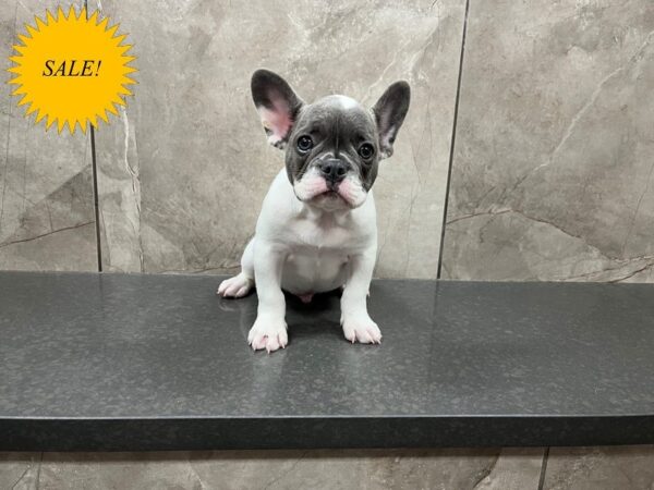 French Bulldog-DOG-Male-Blue Piebald-29898-Petland Frisco, Texas