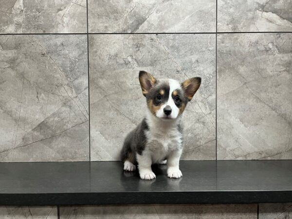 Pembroke Welsh Corgi-DOG-Female-Blue Tri-29900-Petland Frisco & Mckinney, Texas