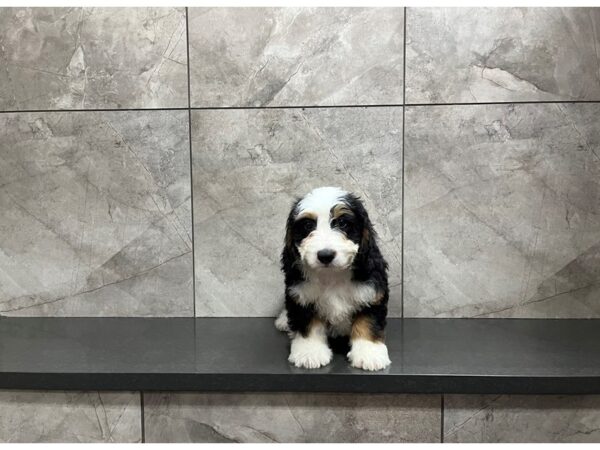 Bernese Mountain Dog/Poodle-DOG-Male-Tri-29903-Petland Frisco & Mckinney, Texas
