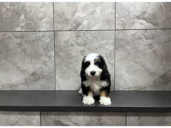 Bernese Mountain Dog/Poodle DOG Male Tri 29903 Petland Frisco, Texas