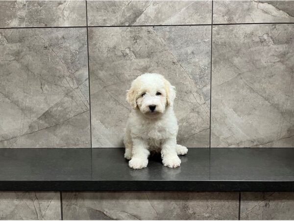 F1B Mini Sheepadoodle-DOG-Male-Cram and White-29899-Petland Frisco & Mckinney, Texas