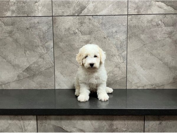 F1B Mini Sheepadoodle-DOG-Male-Cram and White-29899-Petland Frisco, Texas