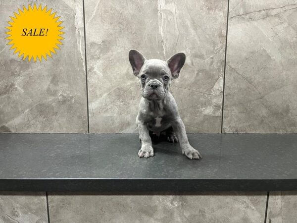 French Bulldog DOG Male Blue 29897 Petland Frisco, Texas