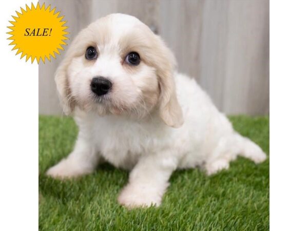 Cavachon-DOG-Female-Blenheim-29842-Petland Frisco, Texas