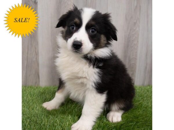 Miniature Australian Shepherd DOG Female Black 29840 Petland Frisco, Texas