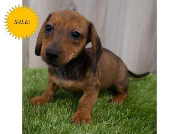 Miniature Dachshund DOG Female Wild Boar 29827 Petland Frisco, Texas