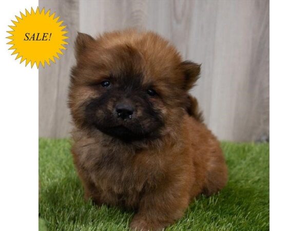 Chow Chow-DOG-Male-Red-29825-Petland Frisco & Mckinney, Texas