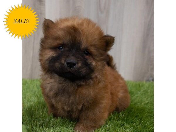 Chow Chow-DOG-Male-Red-29825-Petland Frisco, Texas