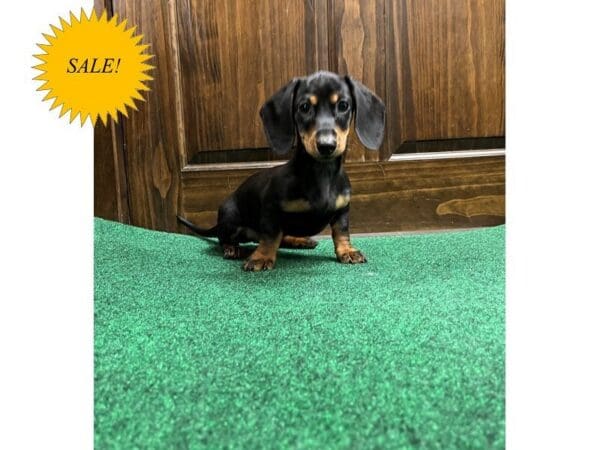 Miniature Dachshund-DOG-Female-Black / Tan-29818-Petland Frisco, Texas