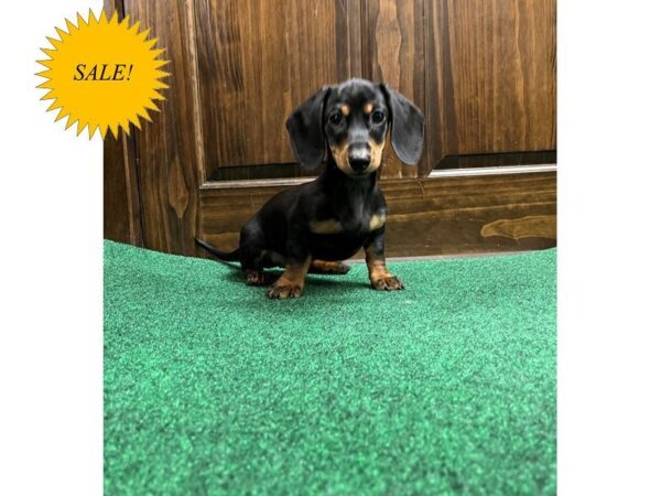 Miniature Dachshund DOG Female Black / Tan 29818 Petland Frisco, Texas