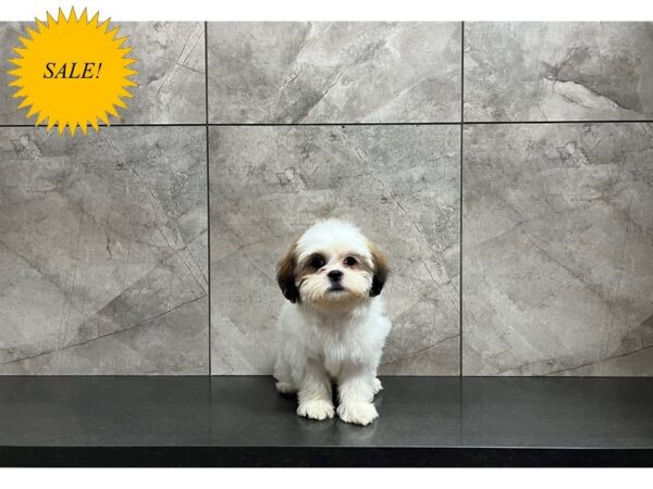 Teddy Bear-DOG-Female-Sable and White Parti-29787-Petland Frisco & Mckinney, Texas