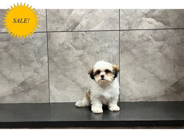 Teddy Bear DOG Female Sable and White 29788 Petland Frisco, Texas