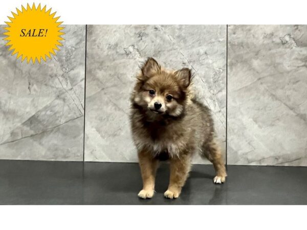 Pomeranian DOG Male Sable 29774 Petland Frisco, Texas