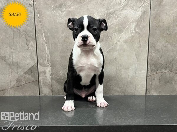 Boston Terrier-DOG-Male-Black / White-29853-Petland Frisco & Mckinney, Texas