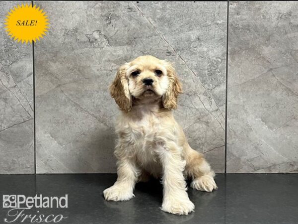 Cocker Spaniel-DOG-Female-Buff-29816-Petland Frisco & Mckinney, Texas