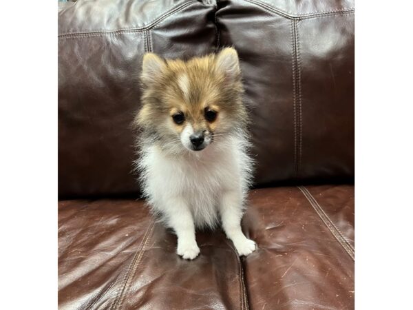 Pomeranian DOG Male Sable and White Parti 29793 Petland Frisco, Texas