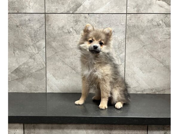 Pomeranian DOG Female Sable 29792 Petland Frisco, Texas