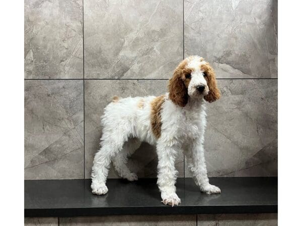 Standard Poodle DOG Male Red and White Parti 29901 Petland Frisco, Texas