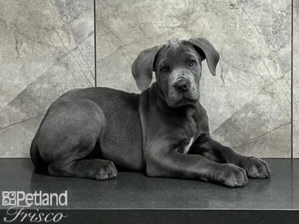 Cane Corso-DOG-Female-Blue-29912-Petland Frisco, Texas
