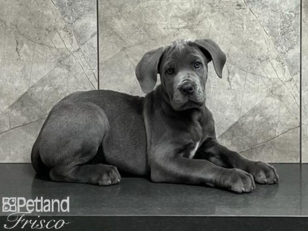 Cane Corso DOG Female Blue 29912 Petland Frisco, Texas