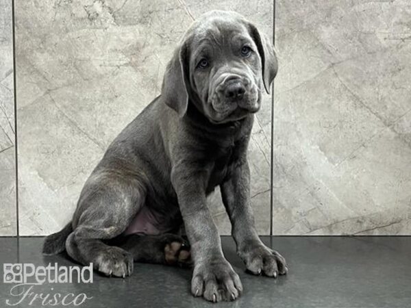 Cane Corso-DOG-Male-Blue-29911-Petland Frisco & Mckinney, Texas