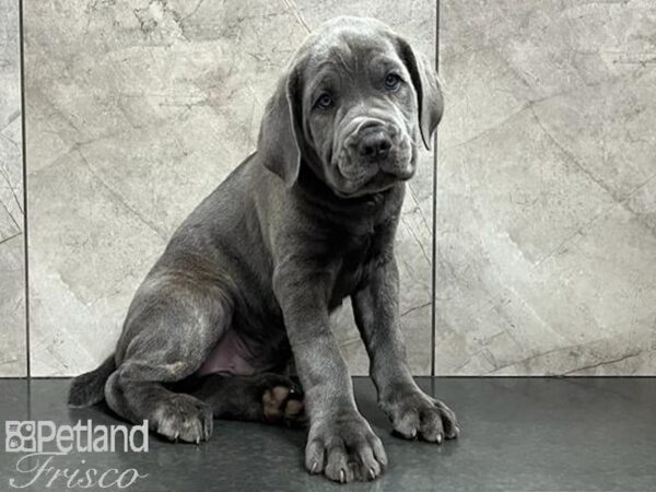 Cane Corso DOG Male Blue 29911 Petland Frisco, Texas