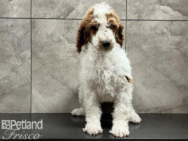 Standard Poodle-DOG-Male-Red and White Parti-29902-Petland Frisco, Texas