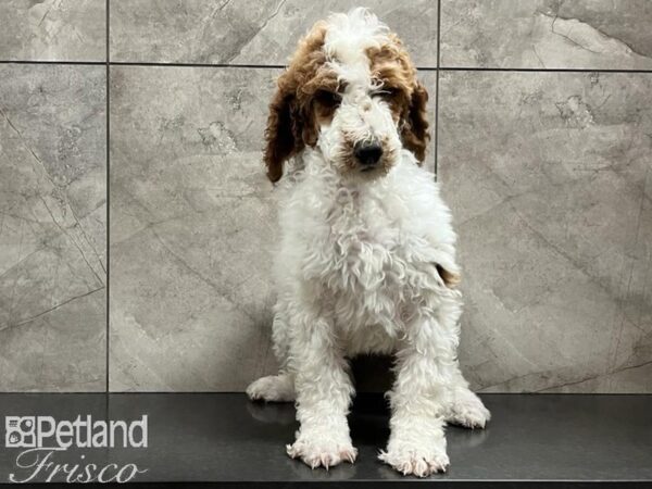 Standard Poodle DOG Male Red and White Parti 29902 Petland Frisco, Texas