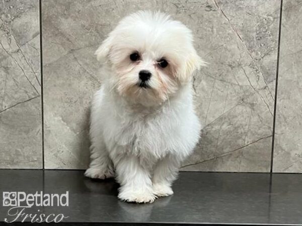 Maltese DOG Female White 29888 Petland Frisco, Texas