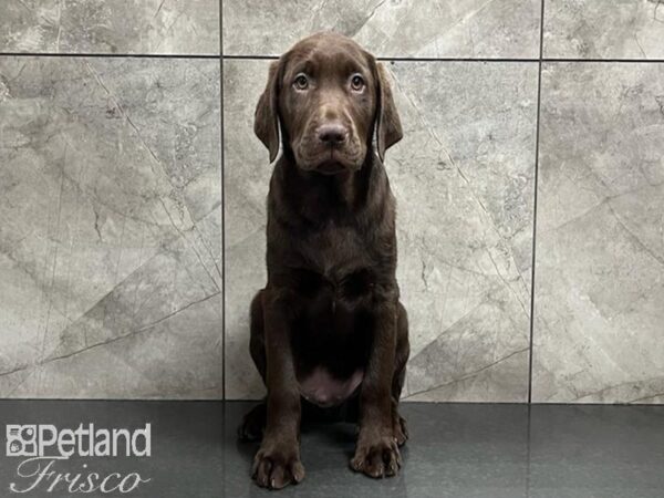 Labrador Retriever-DOG-Male-Chocolate-29856-Petland Frisco & Mckinney, Texas