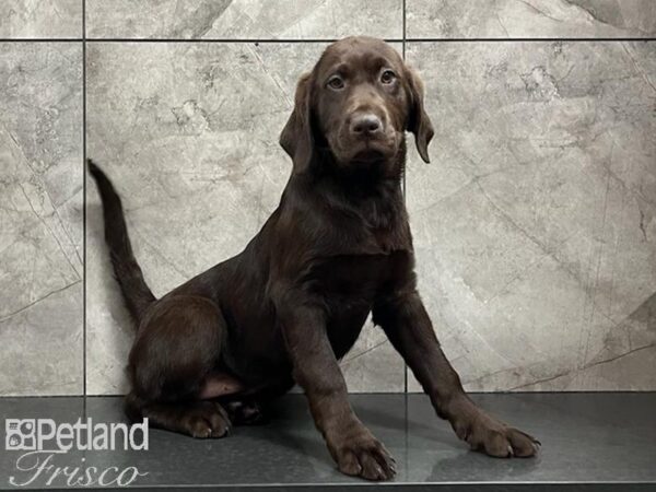 Labrador Retriever DOG Female Chocolate 29855 Petland Frisco, Texas